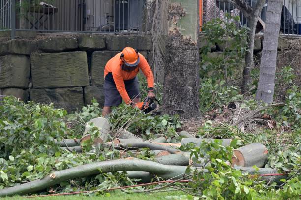 The Steps Involved in Our Tree Care Process in North Star, DE